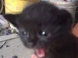 Gatinho Filhote
