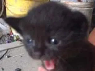 Gato ra a Desconhecido idade Abaixo de 2 meses nome Gatinho Filhote
