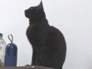 Gato raça  idade 1 ano nome Batman