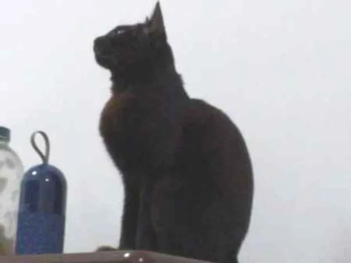 Gato ra a  idade 1 ano nome Batman