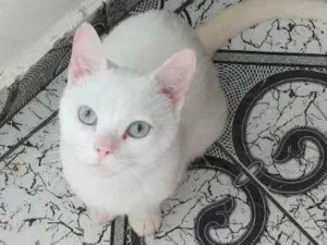 Gato raça  idade 1 ano nome Bruce Wayne