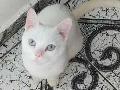 Gato ra a  idade 1 ano nome Bruce Wayne
