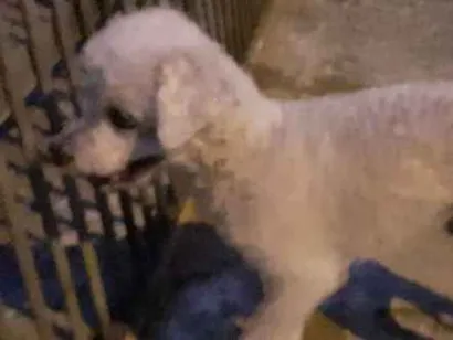 Cachorro raça Poodle idade 6 ou mais anos nome -