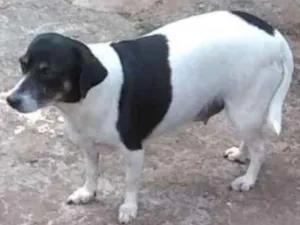 Cachorro raça SRD idade 3 anos nome Luna castrada