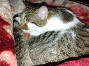 Gato raça  idade 1 ano nome Bob