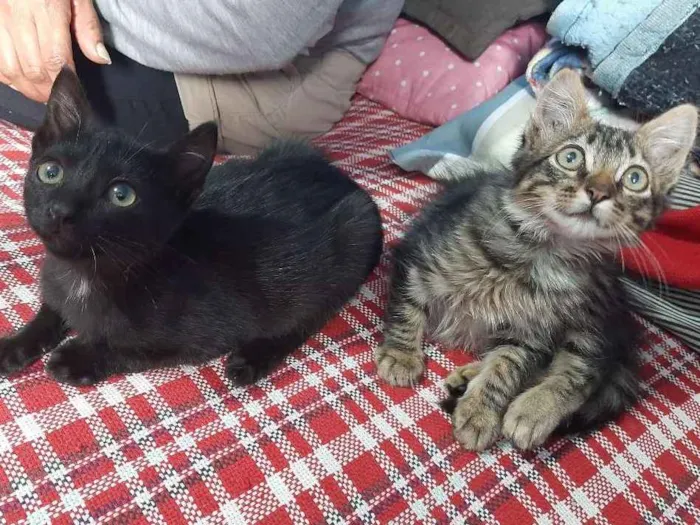 Gato ra a Vira Lata idade 2 a 6 meses nome Indefinido