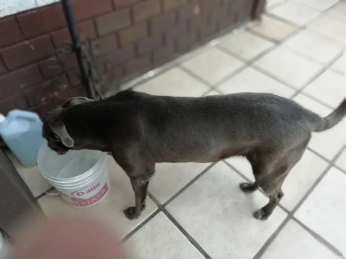 Cachorro ra a Misto Weimaraner   idade 6 ou mais anos nome sheron