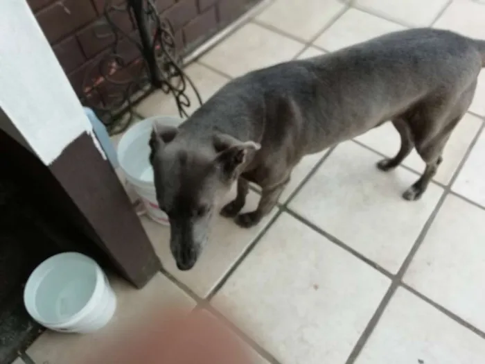 Cachorro ra a Misto Weimaraner   idade 6 ou mais anos nome sheron