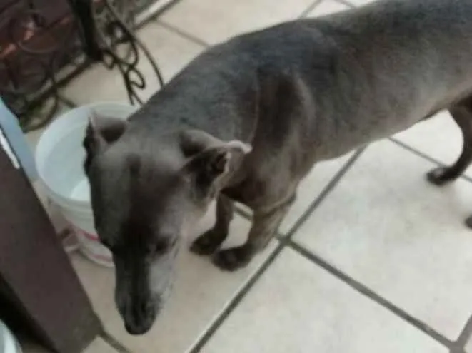 Cachorro ra a Misto Weimaraner   idade 6 ou mais anos nome sheron