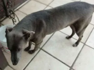 Cachorro raça Misto Weimaraner   idade 6 ou mais anos nome sheron