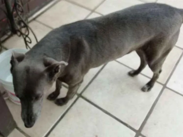 Cachorro ra a Misto Weimaraner   idade 6 ou mais anos nome sheron