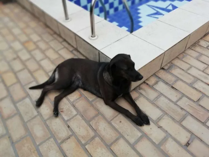 Cachorro ra a Sem raça definida idade 3 anos nome Luna