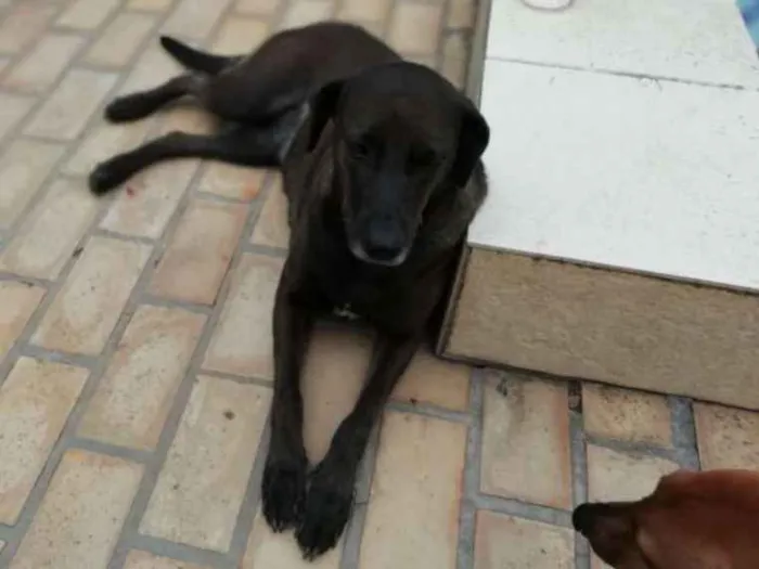 Cachorro ra a Sem raça definida idade 3 anos nome Luna