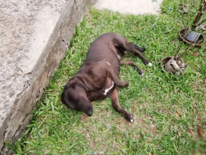 Cachorro ra a Sem raça definida idade 3 anos nome Sol