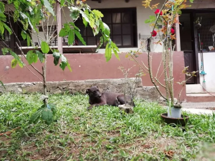 Cachorro ra a Sem raça definida idade 3 anos nome Sol