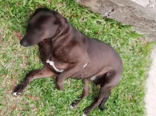 Cachorro ra a Sem raça definida idade 3 anos nome Sol