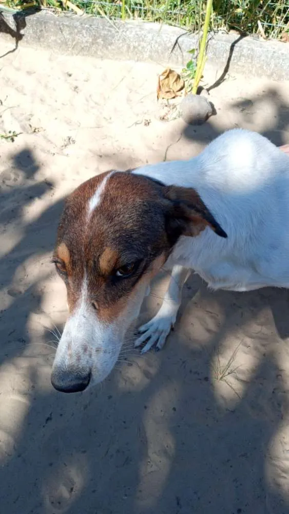 Cachorro ra a SRD idade 3 anos nome Lady