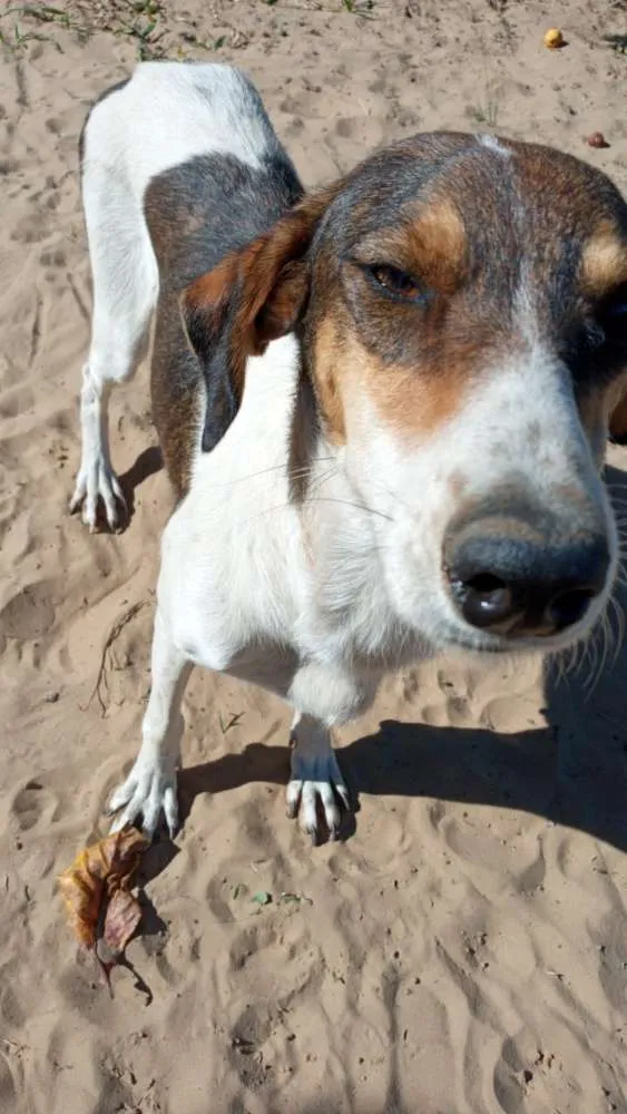 Cachorro ra a SRD idade 3 anos nome Lady