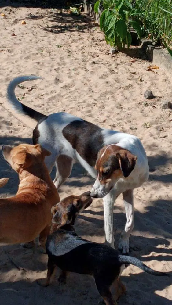 Cachorro ra a SRD idade 3 anos nome Lady