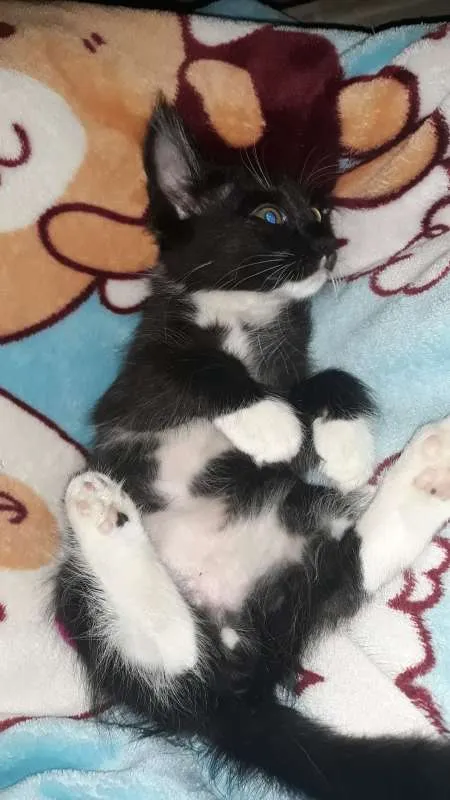 Gato ra a SRD idade 2 a 6 meses nome sem nome
