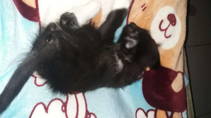 Gato ra a SRD idade 2 a 6 meses nome sem nome