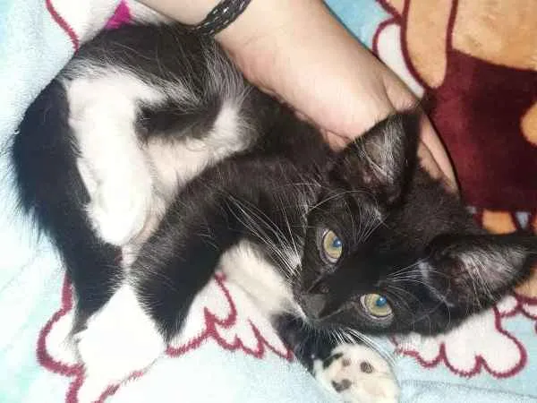 Gato ra a SRD idade 2 a 6 meses nome sem nome