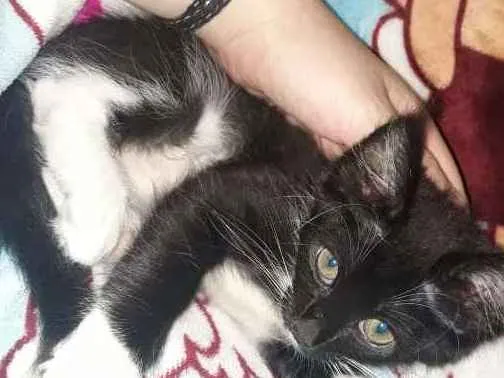 Gato ra a SRD idade 2 a 6 meses nome sem nome