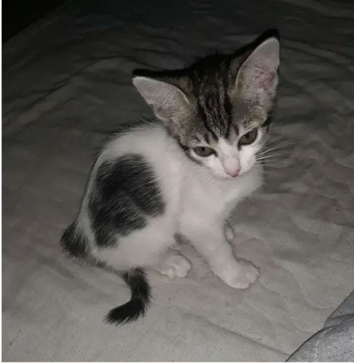 Gato ra a SRD idade 2 a 6 meses nome sem nome