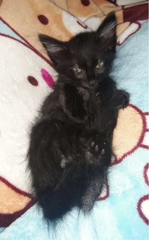 Gato ra a SRD idade 2 a 6 meses nome sem nome