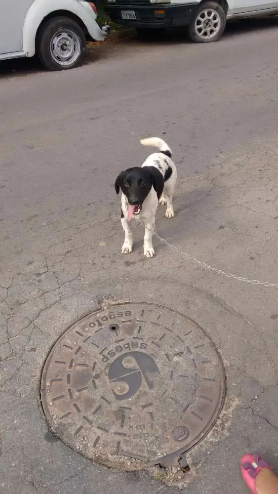 Cachorro ra a  idade 2 a 6 meses nome Jhoi