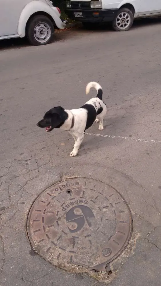 Cachorro ra a  idade 2 a 6 meses nome Jhoi