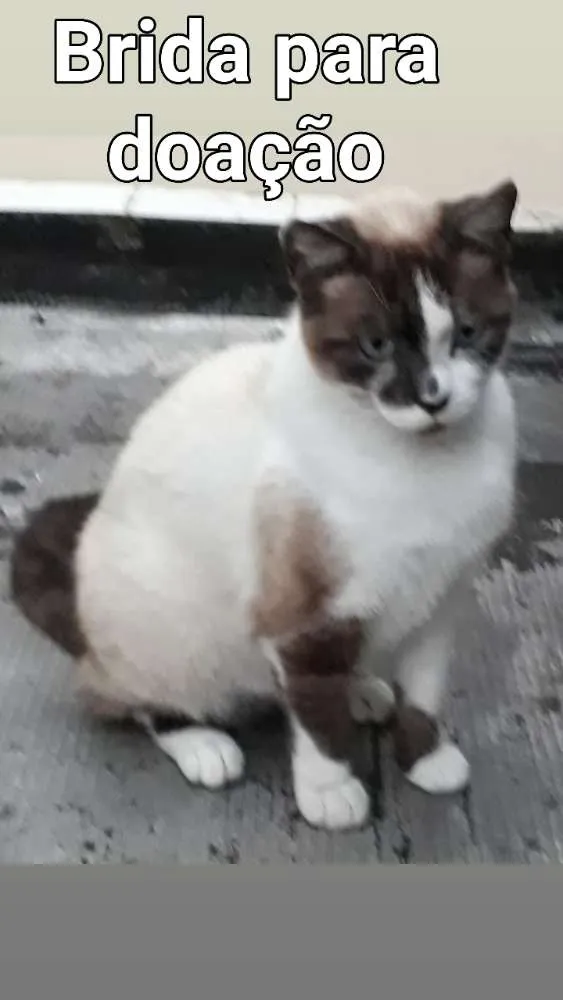 Gato ra a mestiça siamês idade 2 anos nome BRIDA