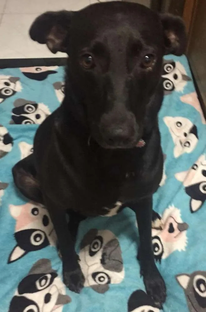 Cachorro ra a SRD idade 2 anos nome Cindy
