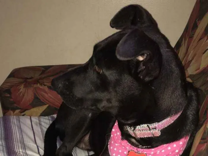 Cachorro ra a SRD idade 2 anos nome Cindy