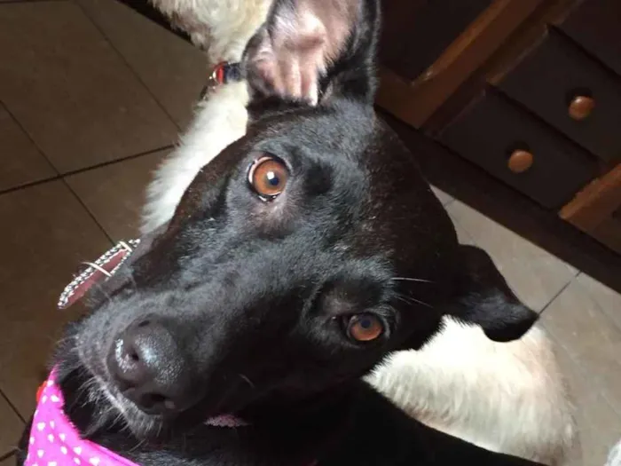 Cachorro ra a SRD idade 2 anos nome Cindy