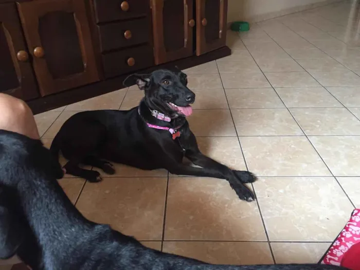 Cachorro ra a SRD idade 2 anos nome Cindy