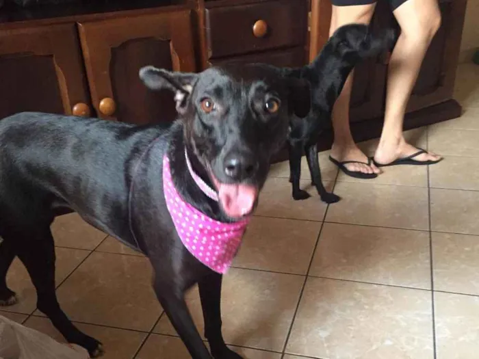 Cachorro ra a SRD idade 2 anos nome Cindy
