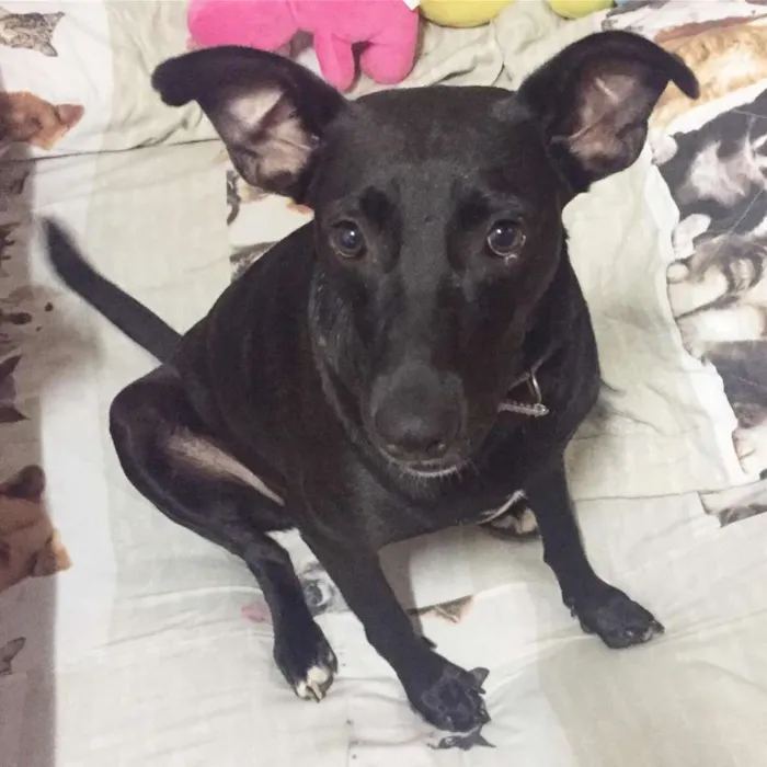 Cachorro ra a SRD idade 2 anos nome Cindy