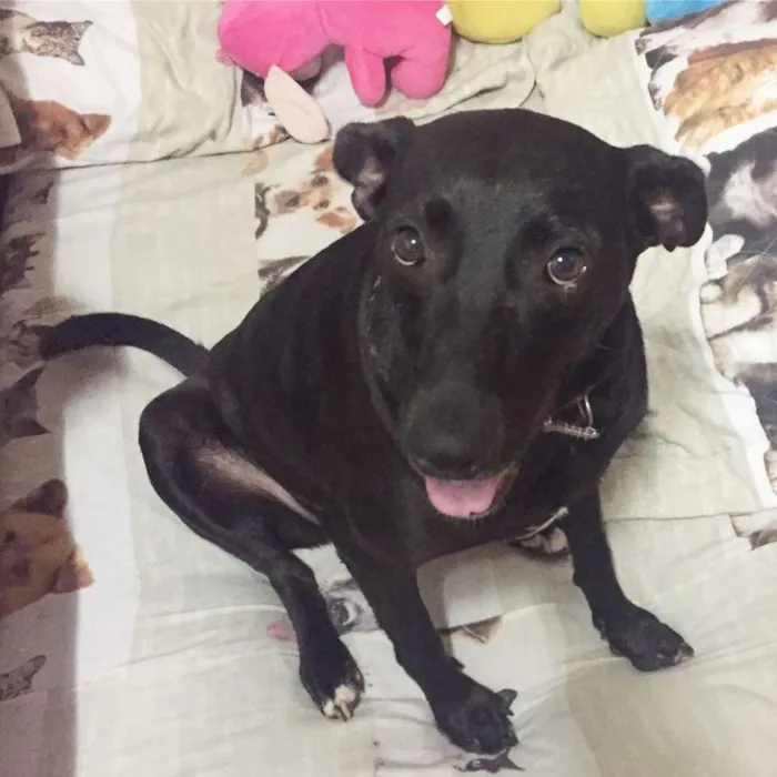 Cachorro ra a SRD idade 2 anos nome Cindy