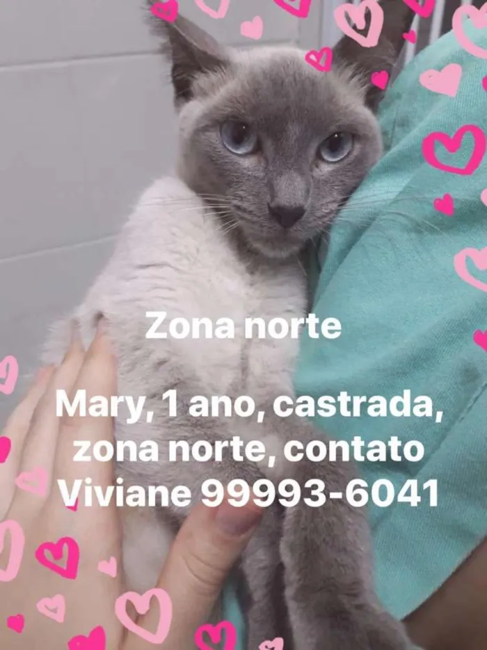 Gato ra a Felino idade 1 ano nome Mary
