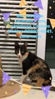 Bia