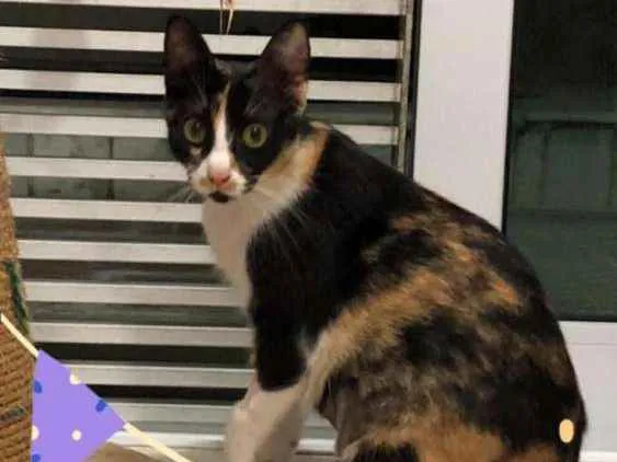 Gato ra a Felino idade 1 ano nome Bia
