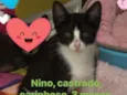 Nino