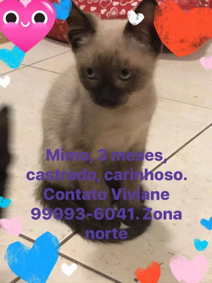 Gato ra a Felino idade 2 a 6 meses nome Mimo