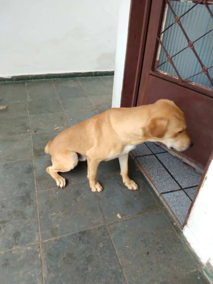 Cachorro ra a SDR idade 1 ano nome Zeus