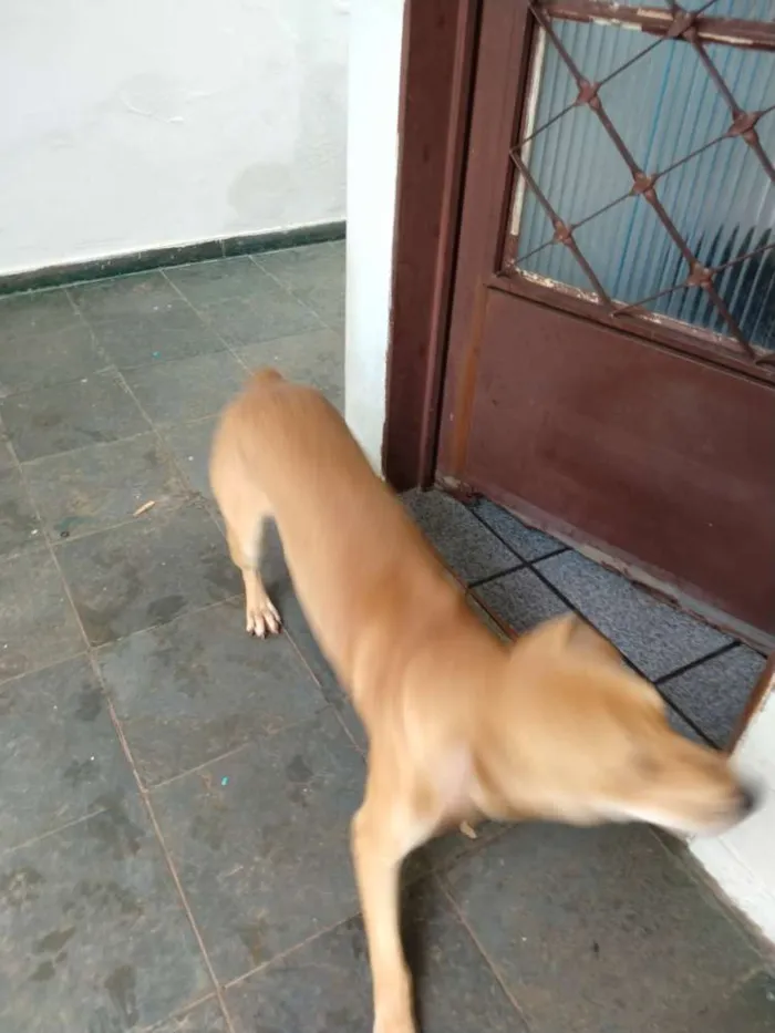 Cachorro ra a SDR idade 1 ano nome Zeus