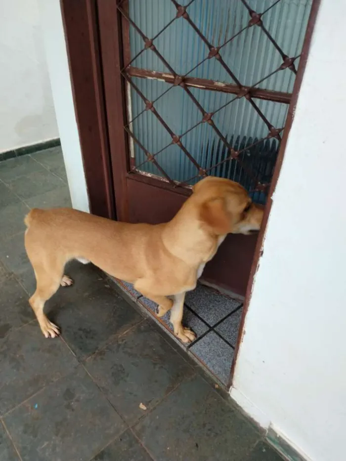 Cachorro ra a SDR idade 1 ano nome Zeus