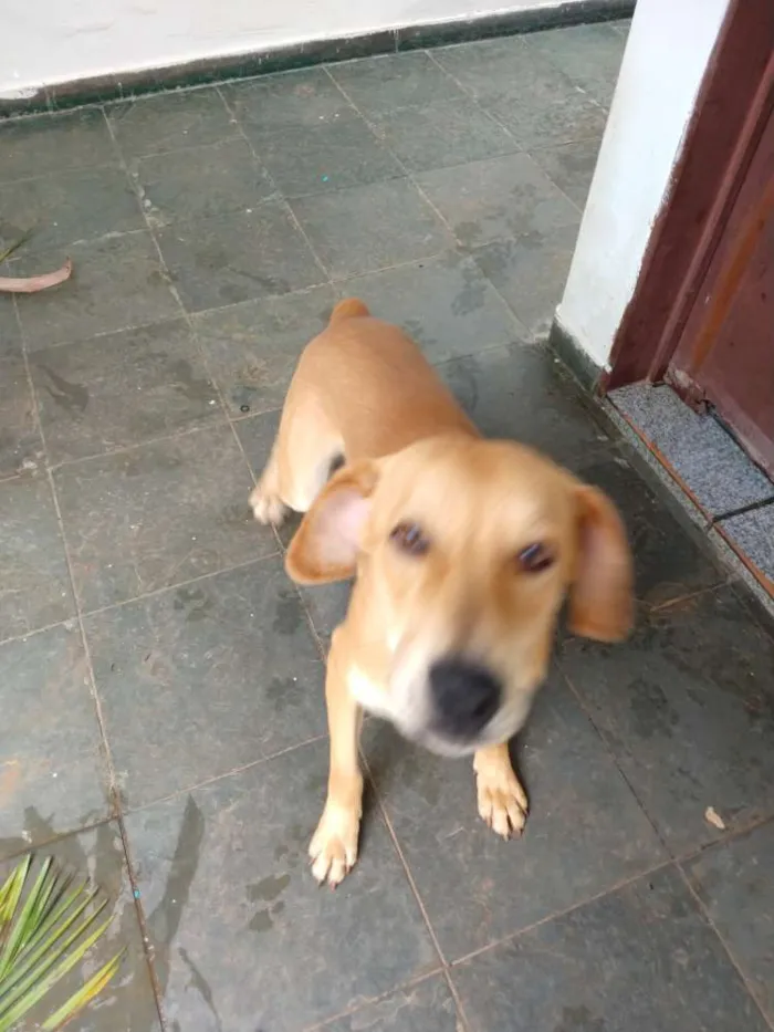 Cachorro ra a SDR idade 1 ano nome Zeus