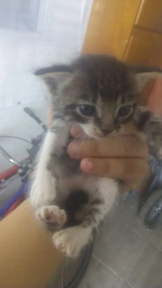 Gato ra a  idade Abaixo de 2 meses nome Não tem