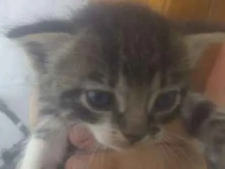 Gato ra a  idade Abaixo de 2 meses nome Não tem